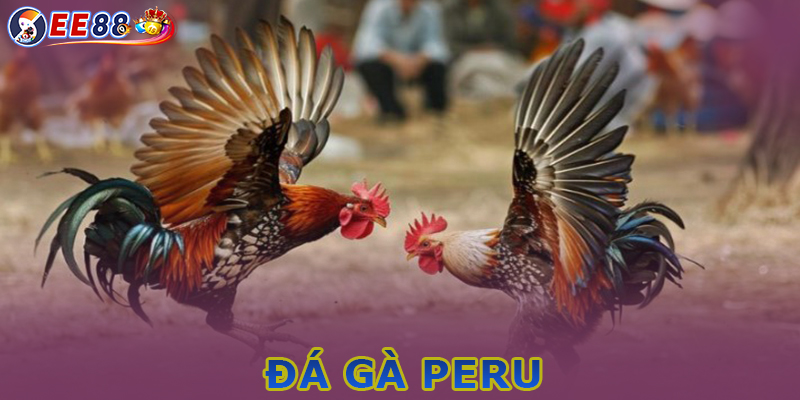 Giới thiệu về nguồn gốc của bộ môn đá gà Peru