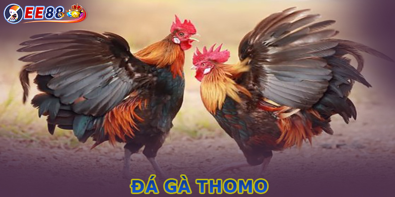 Đá gà Thomo - Điểm hẹn cá cược lý tưởng trên EE88