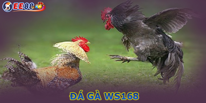 Các ưu điểm của sảnh đá gà WS168 của nhà cái EE88